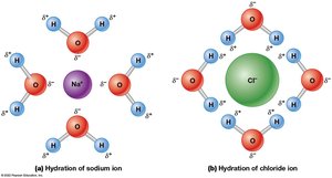 Hydration shells around sodium and chloride ions