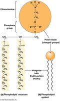 Phospholipid structure and amphipathic nature
