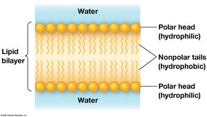 Lipid bilayer structure