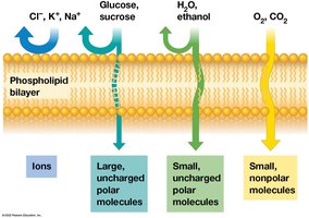 Selective permeability of the phospholipid bilayer