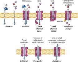 Transport proteins in membranes