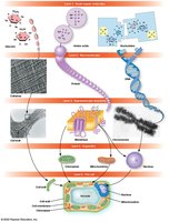 Overview of macromolecule synthesis