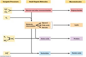 Pathways from small molecules to macromolecules