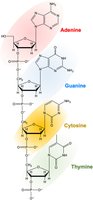 Nucleic acid structure