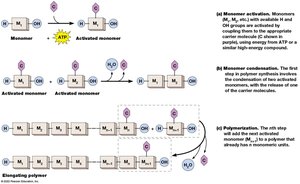 Steps in polymerization: activation, condensation, and elongation