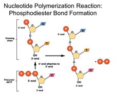 Carrier molecules in biosynthesis