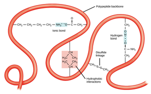 Forces in protein folding