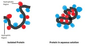 Hydrophobic interactions in proteins