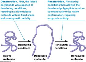 Denaturation and renaturation of proteins