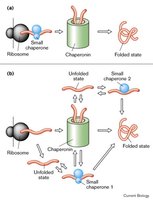 Chaperone-assisted protein folding