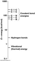 Covalent bond energies compared to hydrogen bonds and thermal energy