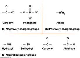 Common functional groups in biological molecules