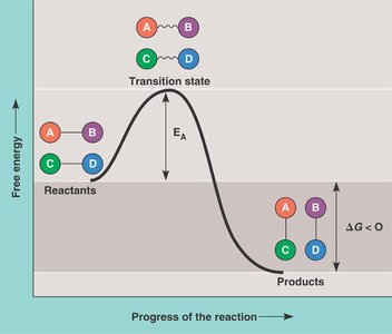 Energy profile of an exergonic reaction