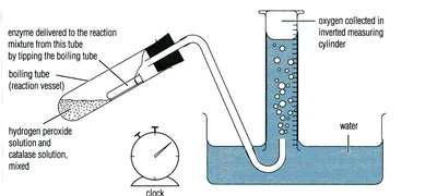 Graph of oxygen volume vs. time in catalase reaction
