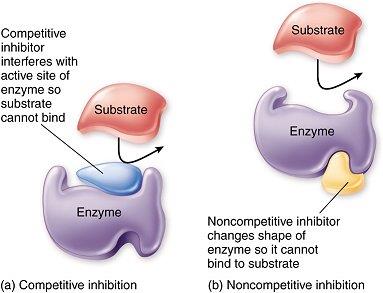 Competitive and non-competitive inhibition