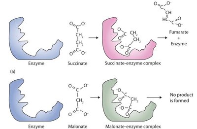 Competitive inhibition: malonate and succinate