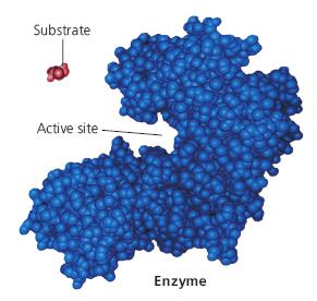 Enzyme with active site and substrate