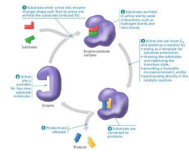 Cycle of enzyme-substrate complex formation and product release