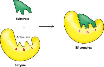 Lock-and-key model of enzyme action