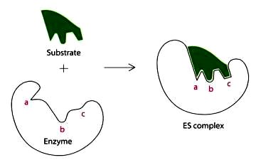 Induced fit model of enzyme action