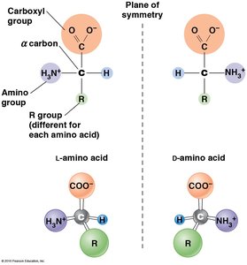 L- and D- Amino Acid Structure