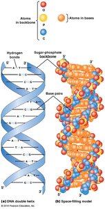 DNA Double Helix Structure