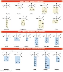 Amino Acid Groups: Nonpolar, Polar, Charged