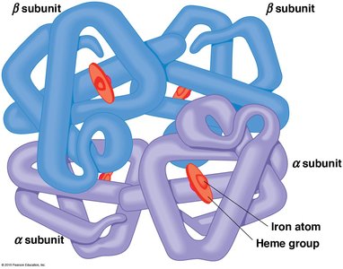 Hemoglobin Tetramer Structure