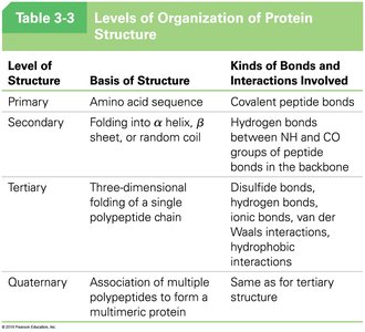 Levels of Organization of Protein Structure Table