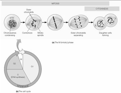 Diagram of the cell cycle and mitosis phases