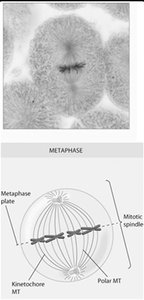 Metaphase plate and spindle structure
