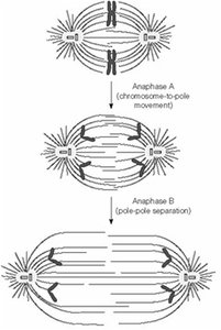Anaphase A and B chromosome movement