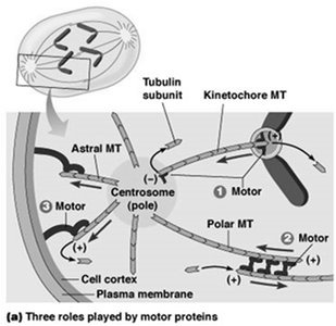 Roles of motor proteins in mitosis