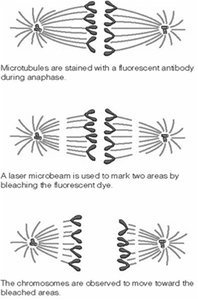 Laser photobleaching experiment for chromosome movement