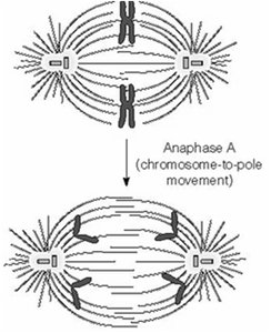Kinesin-13 and microtubule depolymerization