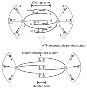 Anaphase B and microtubule motors