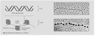 Nucleosomes and chromatin structure