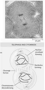 Telophase and cytokinesis