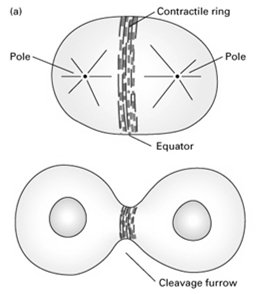 Contractile ring and cleavage furrow