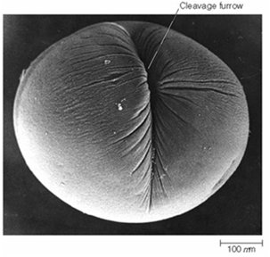 Cytokinesis in animal cells