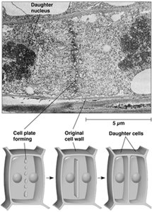 Cell plate formation in plant cells