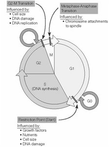 Cell cycle checkpoints and regulation