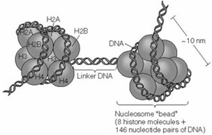Nucleosome bead structure with histones and DNA