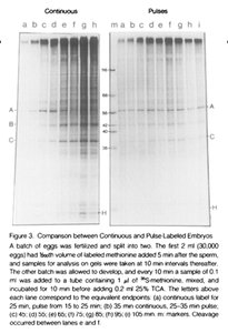 Phosphorylation and dephosphorylation in Cdk-cyclin activation