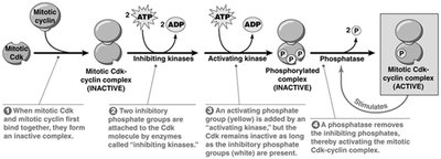 Steps in Cdk-cyclin activation