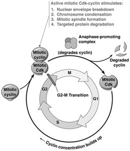 Mitotic Cdk-cyclin and APC function