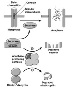 APC and sister chromatid separation