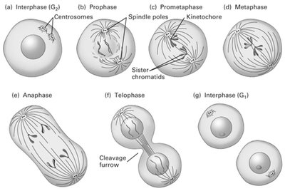 Phases of mitosis in animal cells