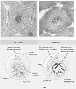 Interphase and prophase comparison