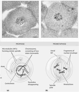Prophase and prometaphase comparison